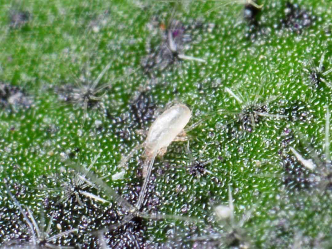 Neoseiulus californicus adult